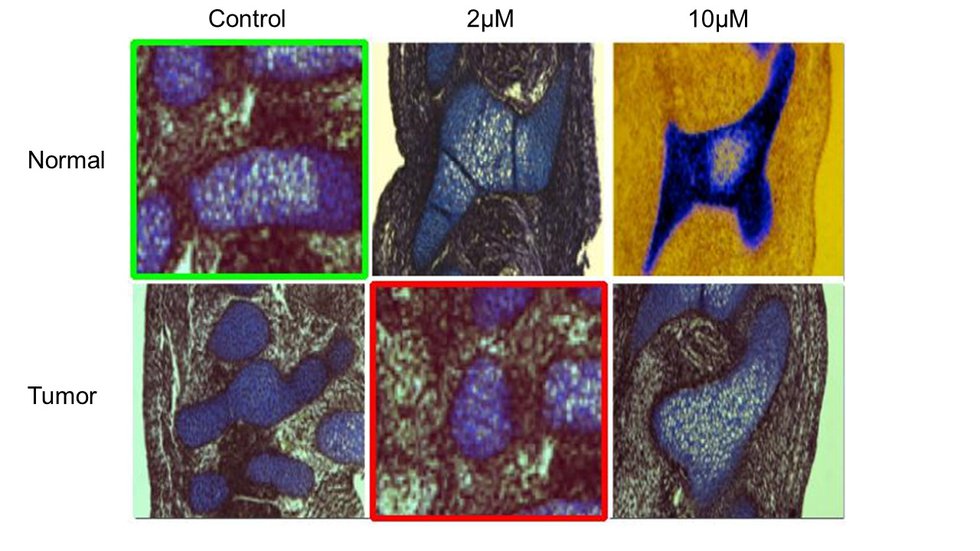 Micrsocopy images with issues highlighted.jpg